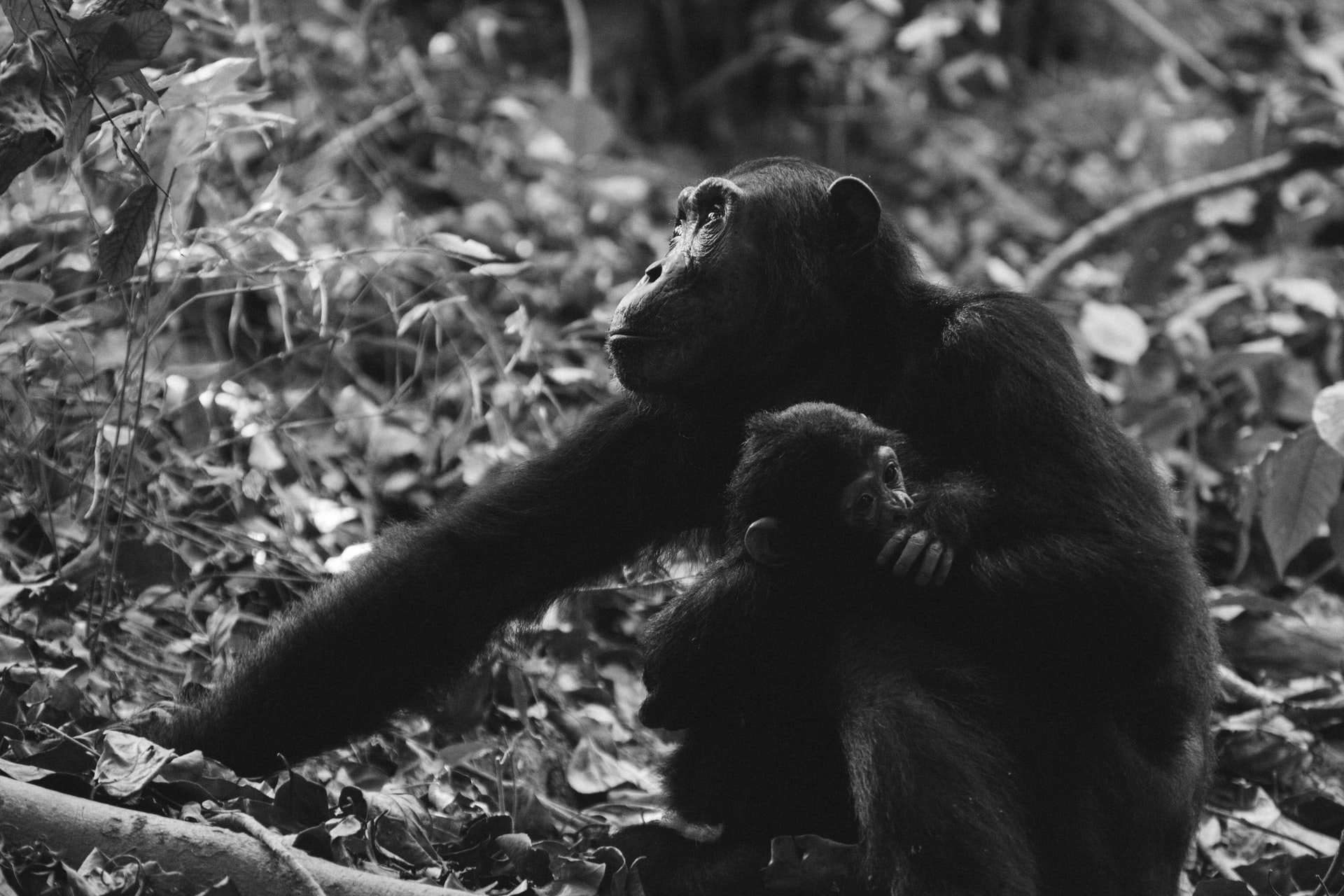 Pride Nature Safaris guides in the field