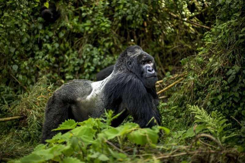 Uganda