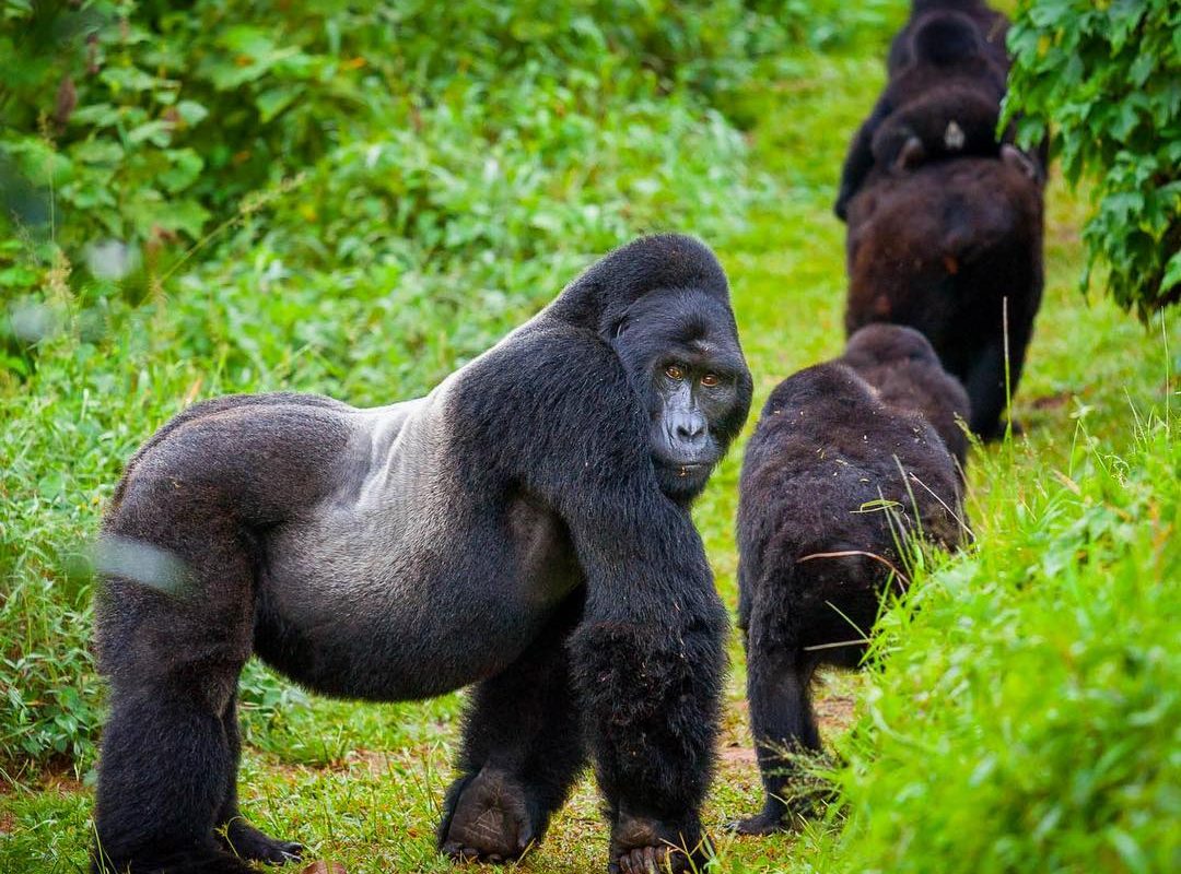Uganda