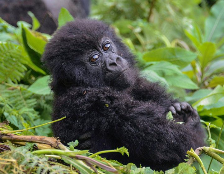 4 Days Mountain Gorilla Safari