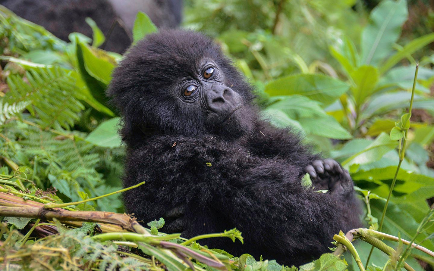 4 Days Mountain Gorilla Safari