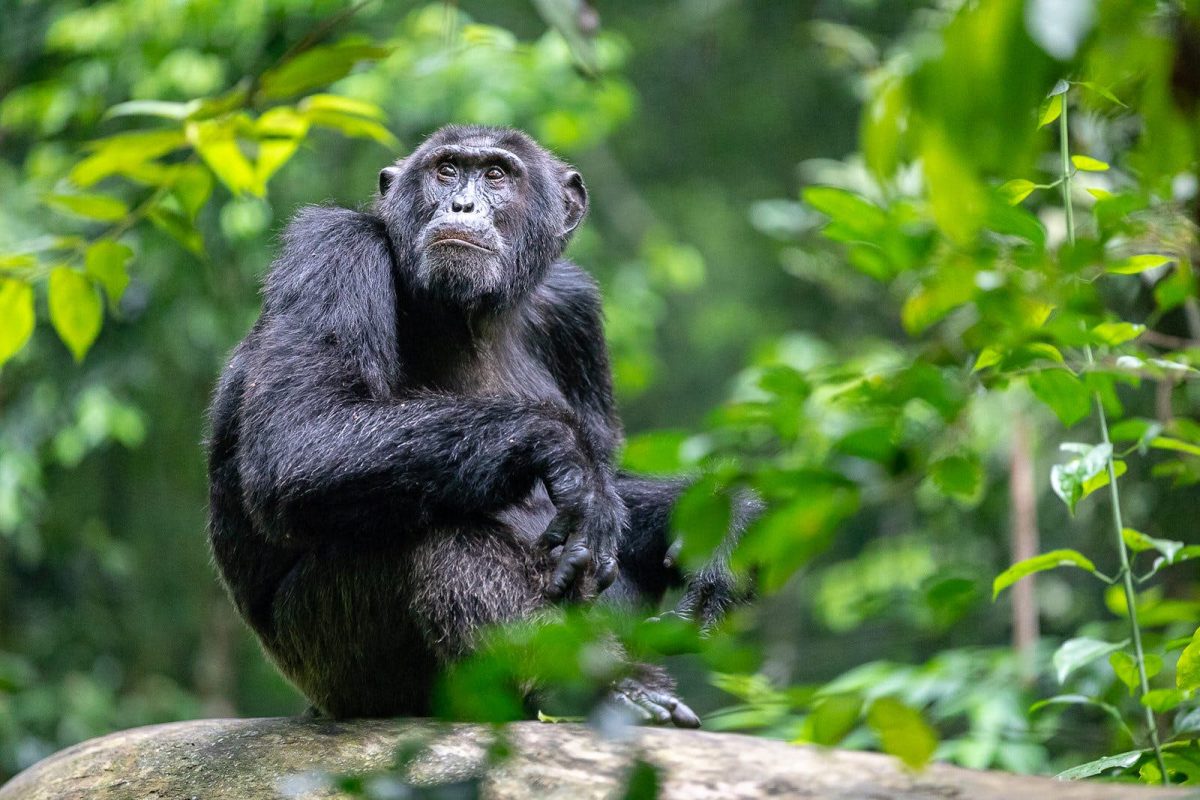 Chimpanzee Tracking