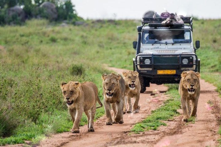 9 Days Uganda Wildlife Safari