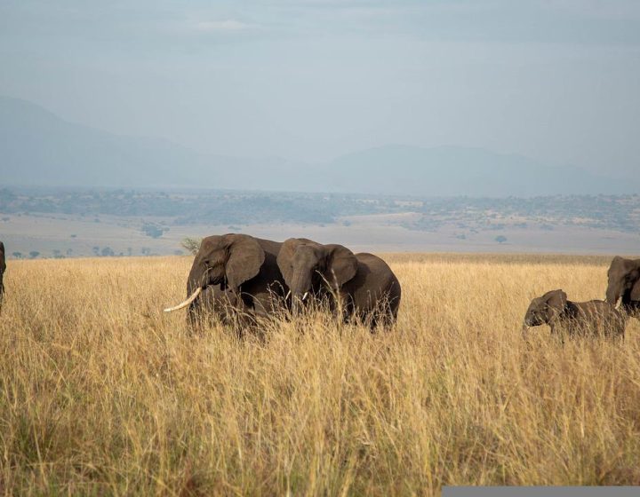 12 days Uganda Wildlife Safari- Kidepo Valley & Murchison Falls N.P