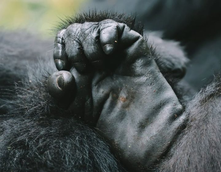 4 Days Mountain Gorilla Safari