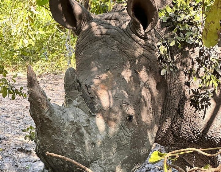 12 days Uganda Wildlife Safari- Kidepo Valley & Murchison Falls N.P
